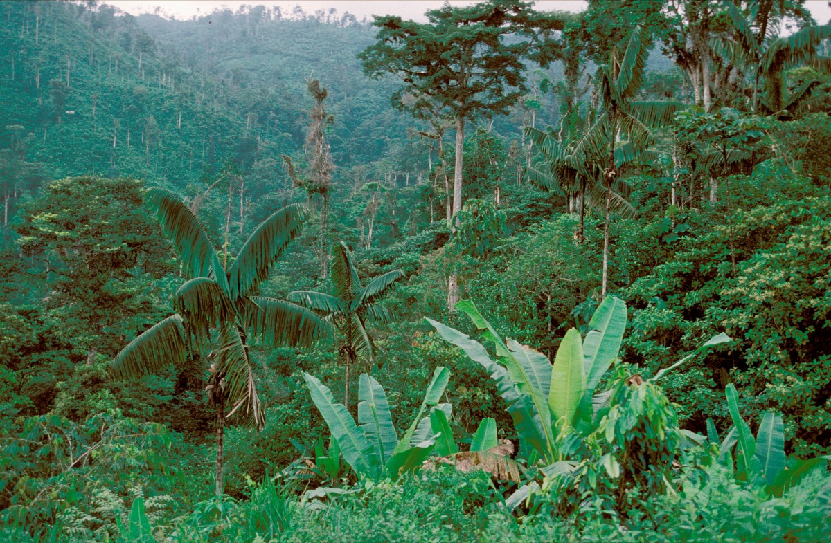 Le climat
